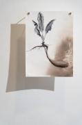 Marie Ladrová: Materia