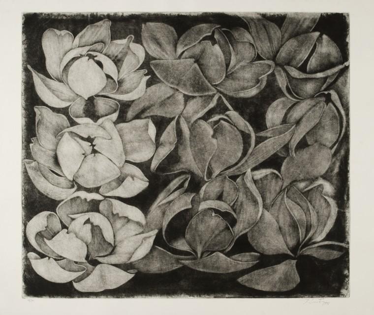 Magnolie