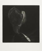 From the Bodies cycle - Magnolia