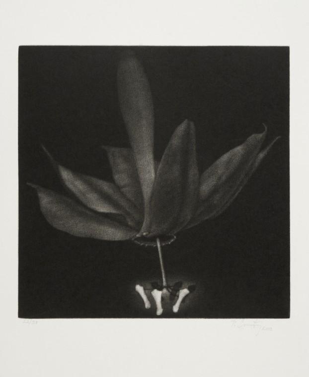 From the Bodies cycle - Passionflower