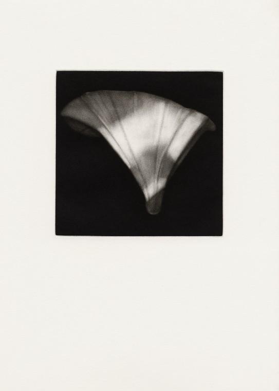 From the Night Garden cycle - Bindweed
