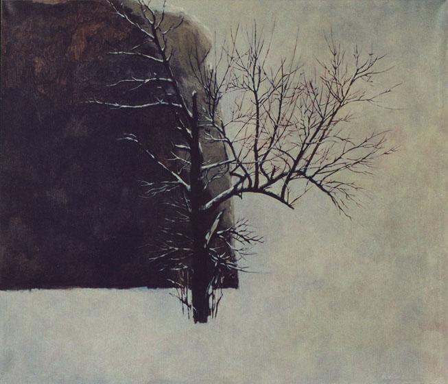 Dividing Line - An Old Tree