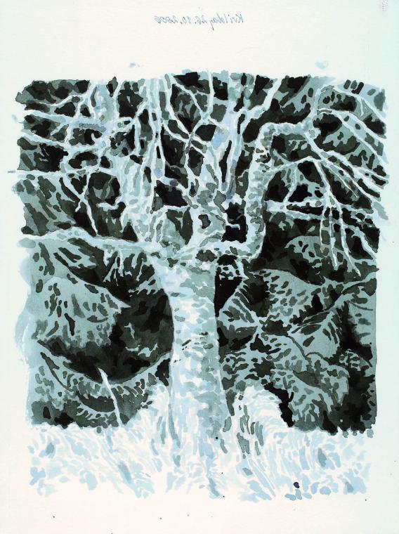 Kvilda � Tree