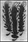 �Knives are useless to the dead� Jan H�sek