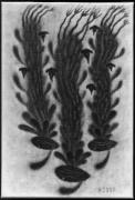 Mandragoras