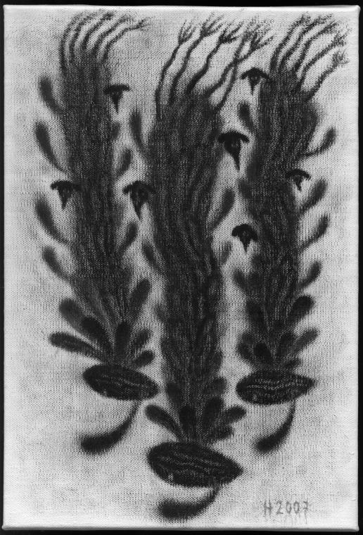 Mandragoras