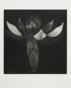 Z cyklu T�lesa - Rododendron