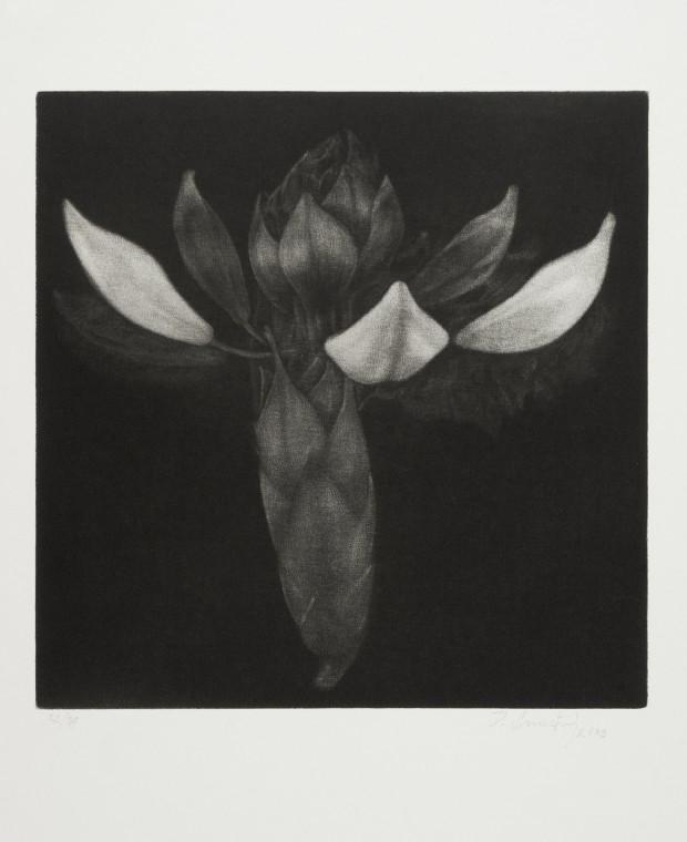 Z cyklu T�lesa - Rododendron