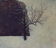 Dividing Line - An Old Tree