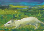 White Rat