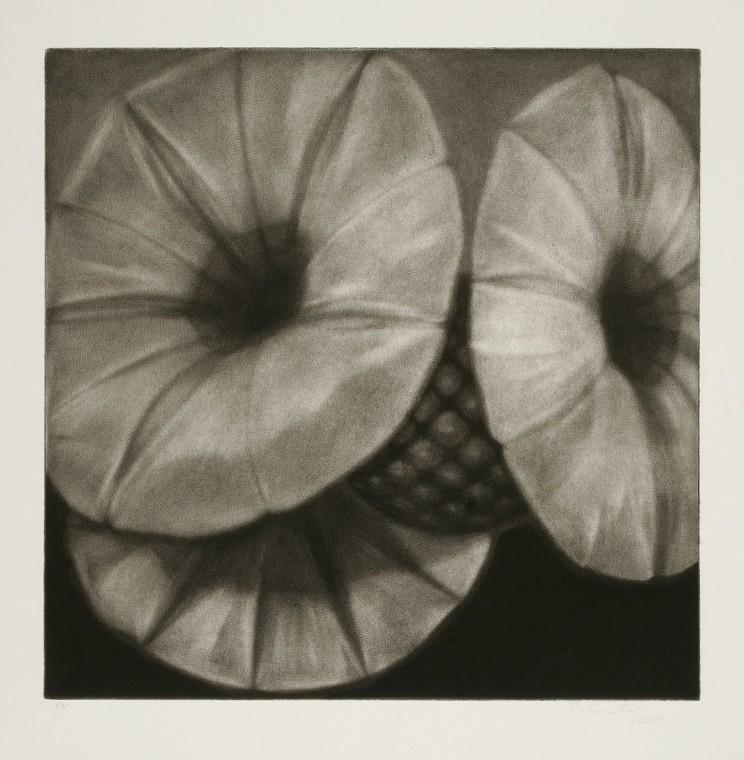 Bindweeds